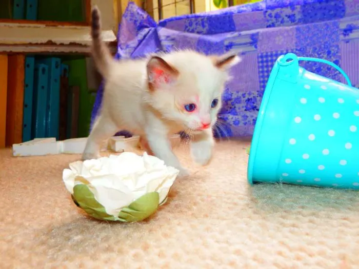 Gato ra a felina idade Abaixo de 2 meses nome Laka