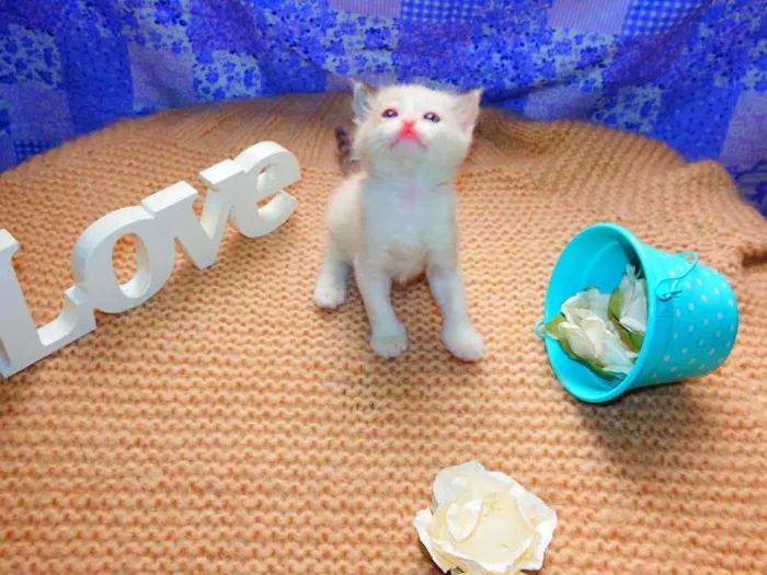 Gato ra a felina idade Abaixo de 2 meses nome Laka