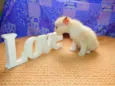 Laka
