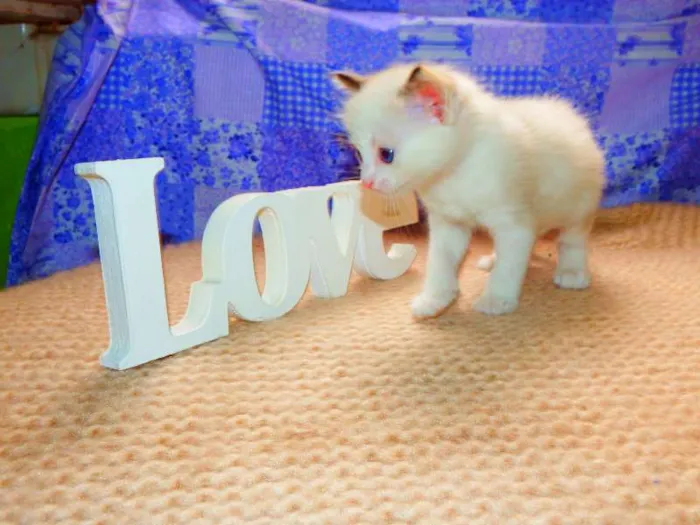 Gato ra a felina idade Abaixo de 2 meses nome Laka