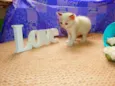 Laka