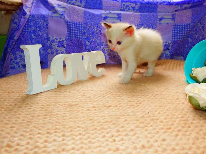 Gato ra a felina idade Abaixo de 2 meses nome Laka