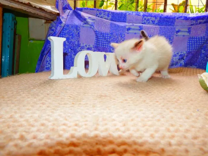 Gato ra a felino idade Abaixo de 2 meses nome Nutela