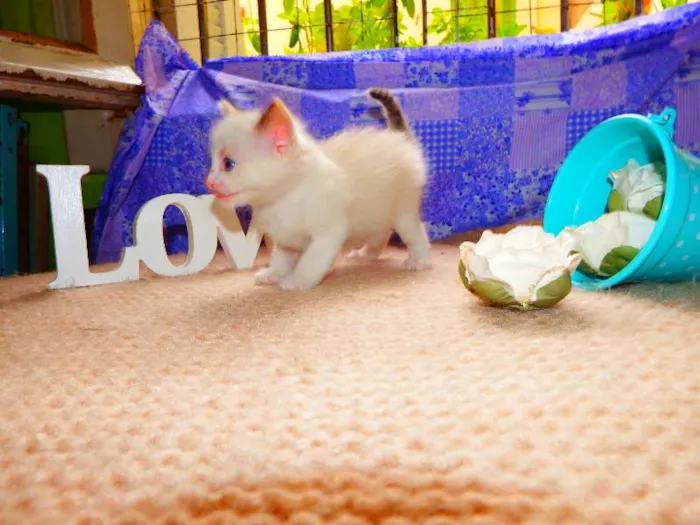 Gato ra a felino idade Abaixo de 2 meses nome Nutela