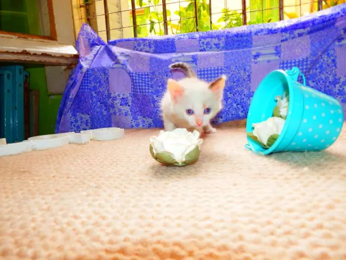 Gato ra a felino idade Abaixo de 2 meses nome Nutela