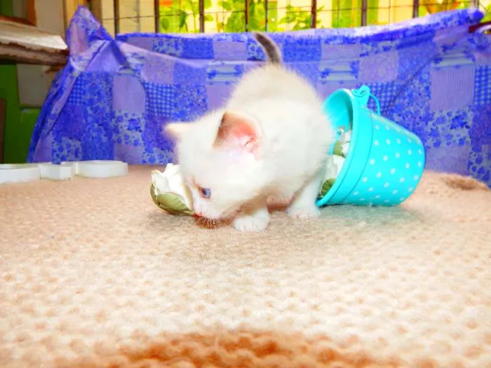 Gato ra a felino idade Abaixo de 2 meses nome Nutela