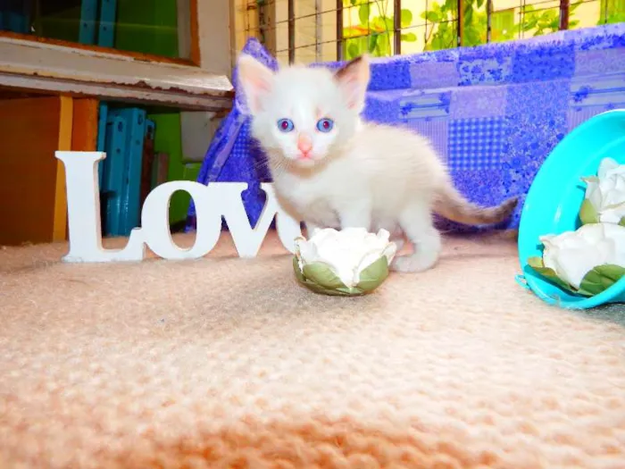 Gato ra a felino idade Abaixo de 2 meses nome Nutela