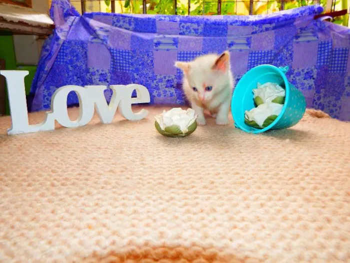 Gato ra a felino idade Abaixo de 2 meses nome Nutela