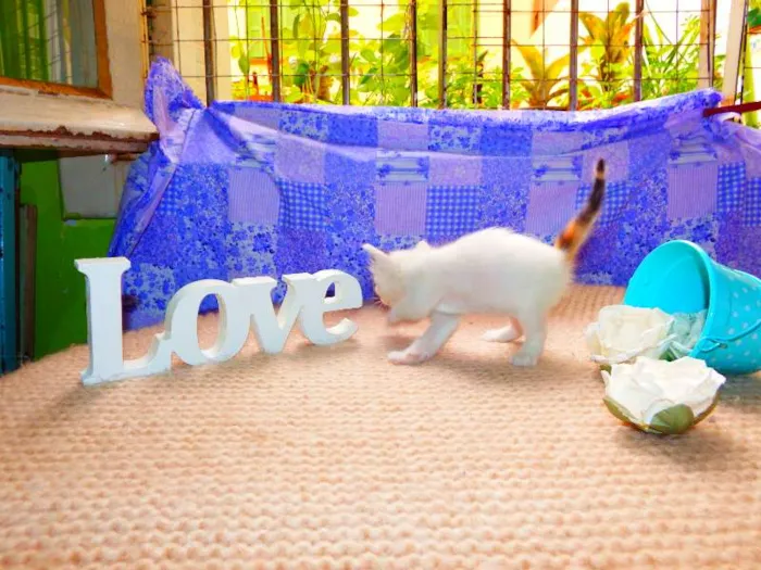 Gato ra a Felino idade Abaixo de 2 meses nome Pitanga