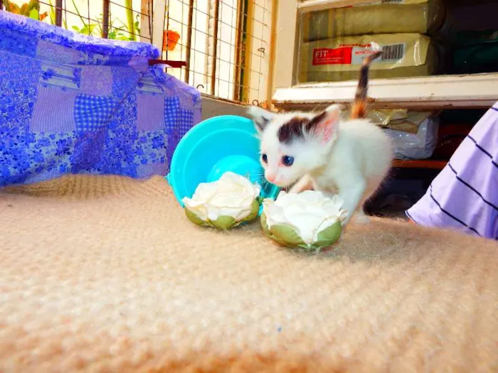 Gato ra a Felino idade Abaixo de 2 meses nome Pitanga
