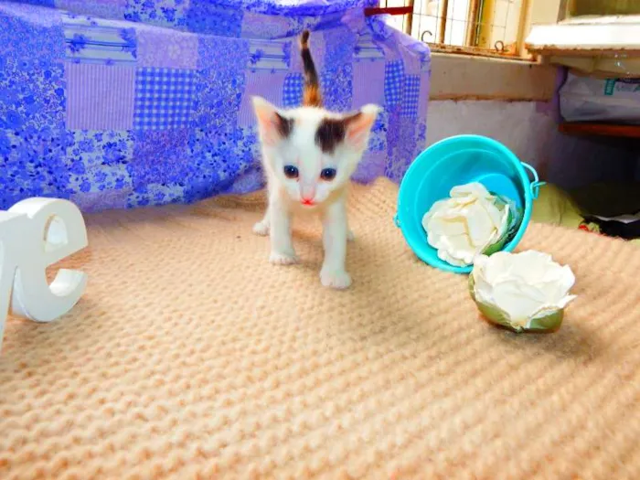 Gato ra a Felino idade Abaixo de 2 meses nome Pitanga