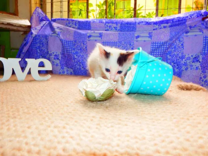 Gato ra a Felino idade Abaixo de 2 meses nome Pitanga