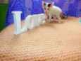 Pitanga