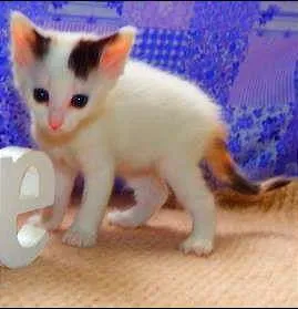 Gato ra a Felino idade Abaixo de 2 meses nome Pitanga