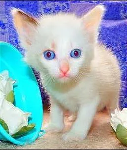 Gato ra a felino idade Abaixo de 2 meses nome Nutela
