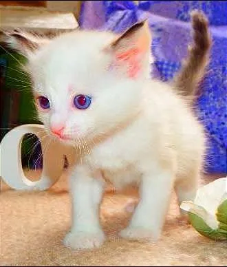 Gato ra a felina idade Abaixo de 2 meses nome Laka