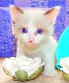 Gato ra a felino idade Abaixo de 2 meses nome Cacau