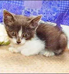 Gato ra a Felino idade Abaixo de 2 meses nome Vitória