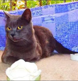 Gato raça Felino idade 2 anos nome Oreo