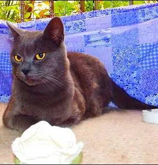 Gato ra a Felino idade 2 anos nome Oreo