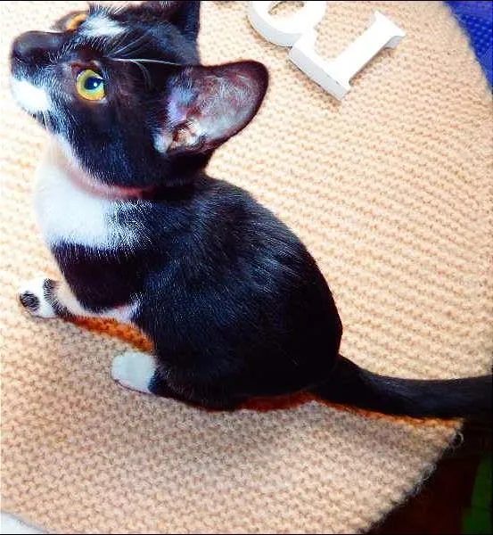 Gato ra a Felino idade 2 a 6 meses nome Oreo