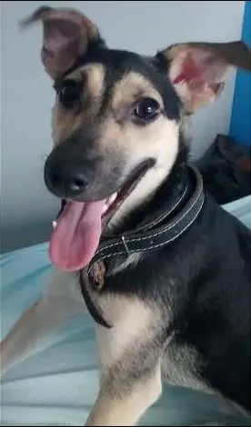 Cachorro raça SRD idade 7 a 11 meses nome Bolota