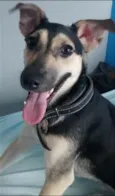 Bolota