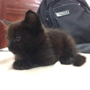 Gato raça SRD idade Abaixo de 2 meses nome Mila