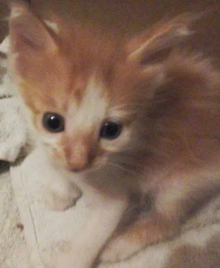 Gato raça vira-lata idade Abaixo de 2 meses nome Gatinhos Fofos!