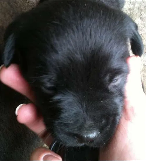 Cachorro ra a SRD idade 2 a 6 meses nome Sem nome