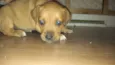 nina