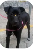 Lola