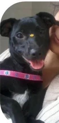 Cachorro ra a sem raça definida idade 1 ano nome Lola