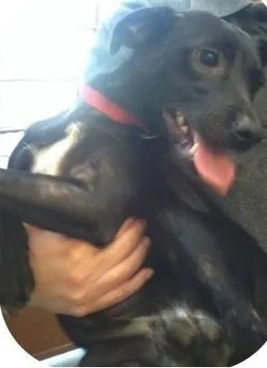 Cachorro ra a sem raça definida idade 1 ano nome Lola