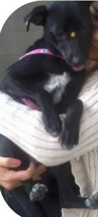 Cachorro ra a sem raça definida idade 1 ano nome Lola