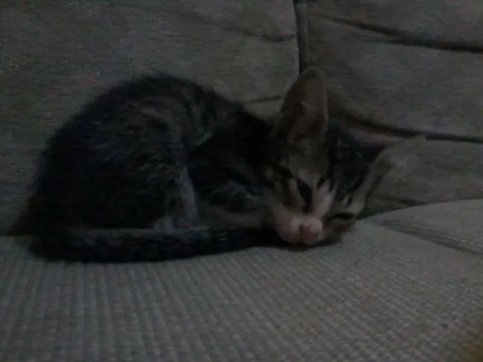 Gato ra a  idade 2 a 6 meses nome não tem nome