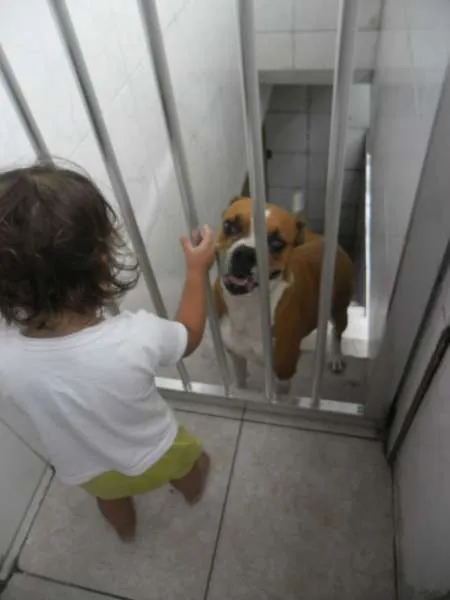 Cachorro ra a Boxer idade 6 ou mais anos nome Raica