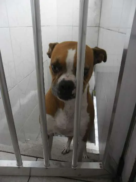 Cachorro ra a Boxer idade 6 ou mais anos nome Raica
