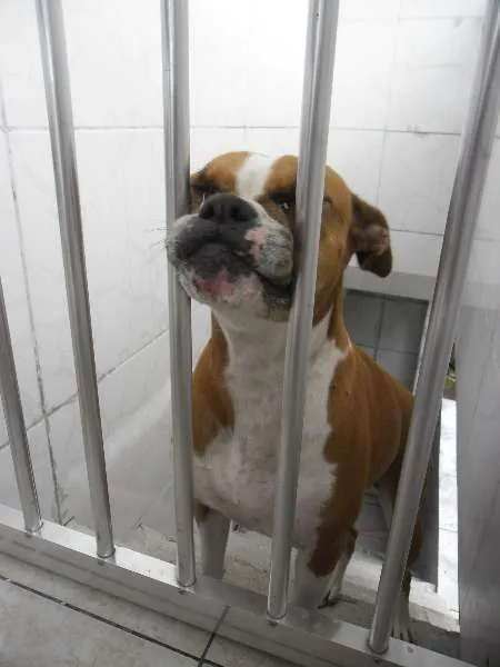 Cachorro ra a Boxer idade 6 ou mais anos nome Raica
