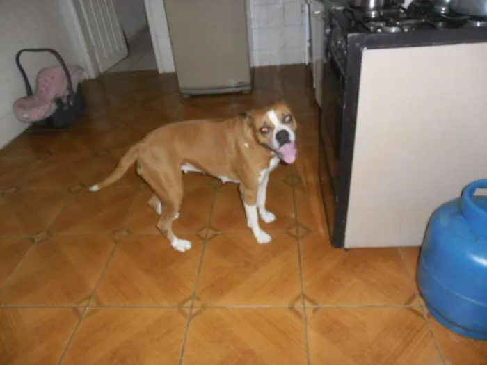 Cachorro ra a Boxer idade 6 ou mais anos nome Raica
