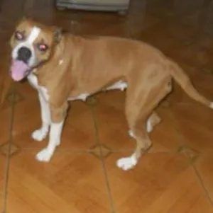 Cachorro raça Boxer idade 6 ou mais anos nome Raica