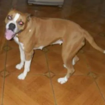 Cachorro ra a Boxer idade 6 ou mais anos nome Raica