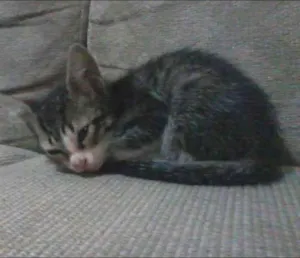 Gato raça  idade 2 a 6 meses nome não tem nome