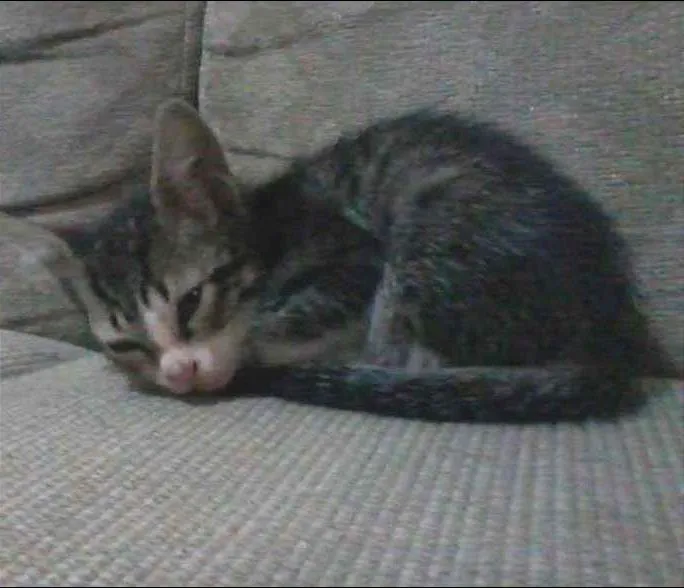 Gato ra a  idade 2 a 6 meses nome não tem nome