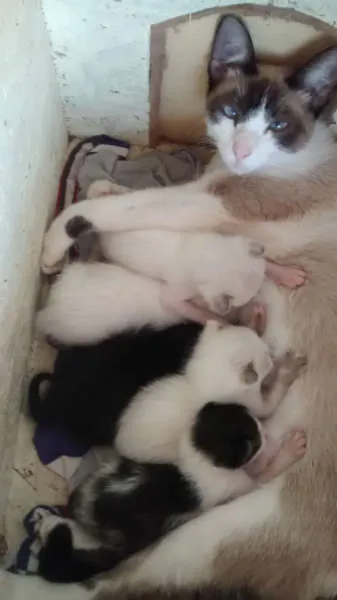 Gato ra a Siamês idade Abaixo de 2 meses nome gatinhos