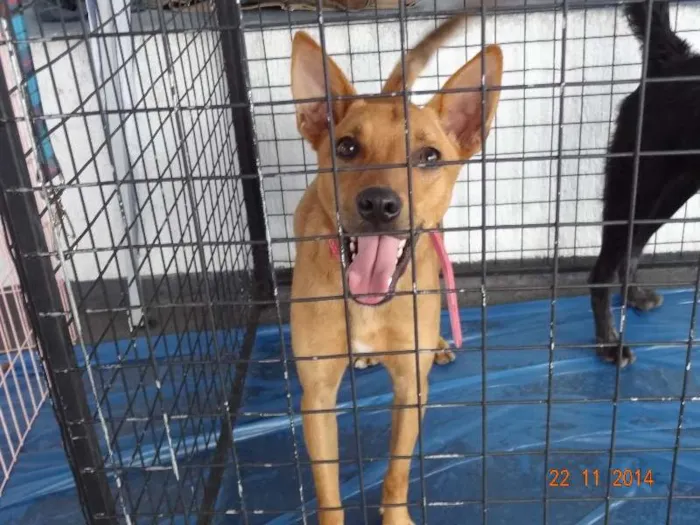Cachorro ra a SRD idade 1 ano nome Pitoco