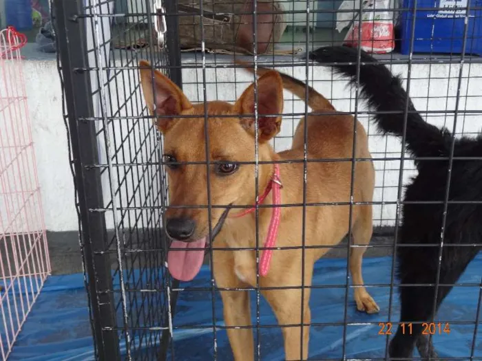 Cachorro ra a SRD idade 1 ano nome Pitoco