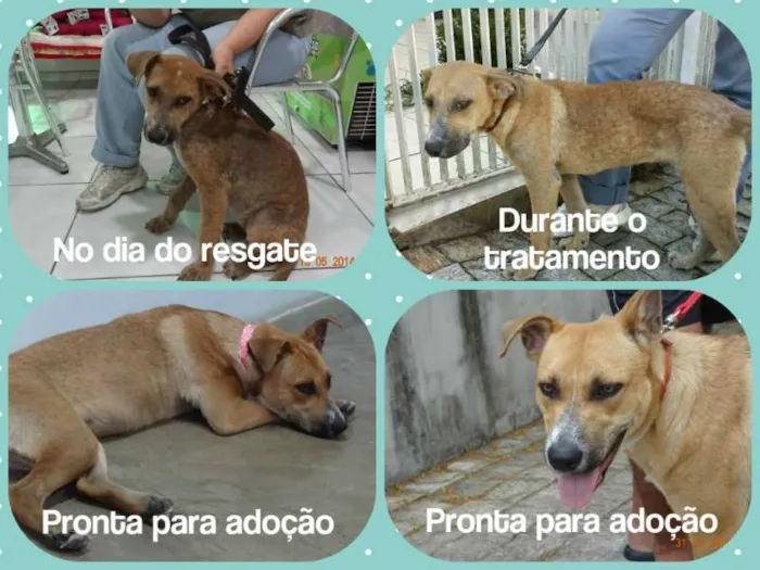 Cachorro ra a Mix de pit idade 1 ano nome Leona Luisa