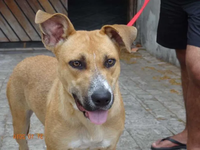 Cachorro ra a Mix de pit idade 1 ano nome Leona Luisa