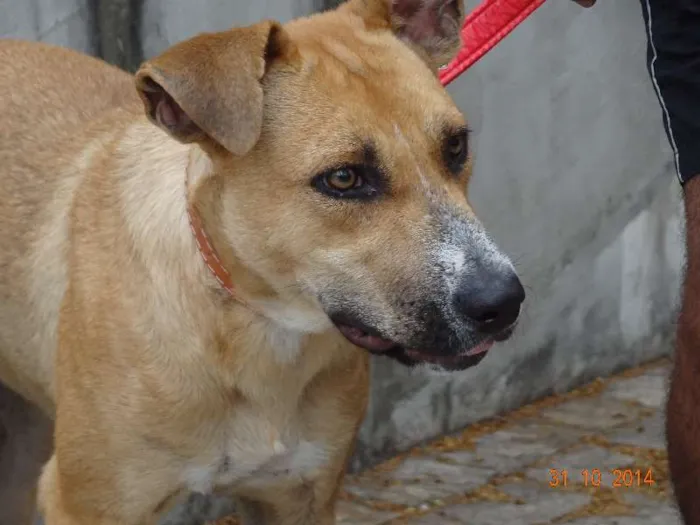 Cachorro ra a Mix de pit idade 1 ano nome Leona Luisa